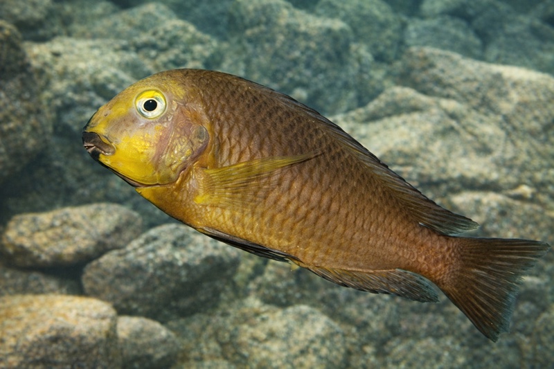 Tropheus sp. 'lukuga' Mtoto